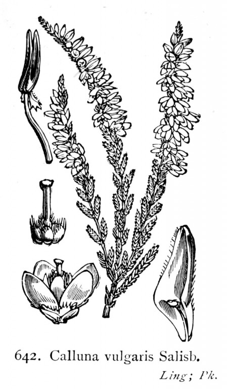 % Heidekraut bio